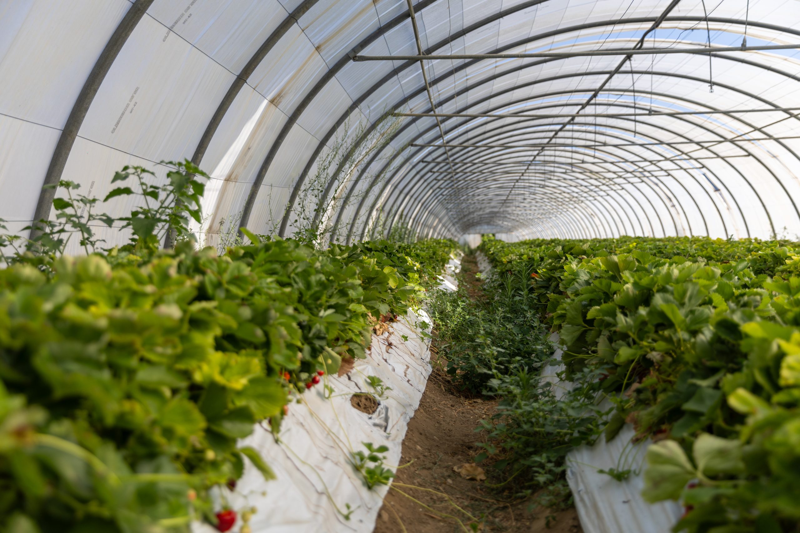 fraisiers sous serre